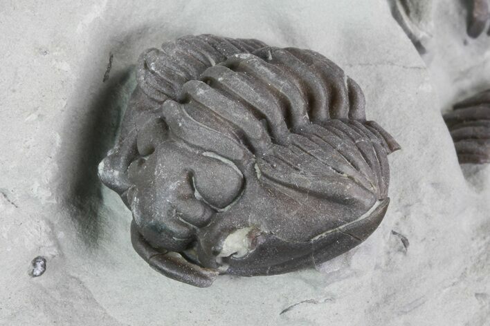 Wide, Partial Flexicalymene Trilobite - Ohio #74727